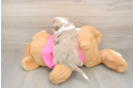 Petite Aussiechon Designer Pup