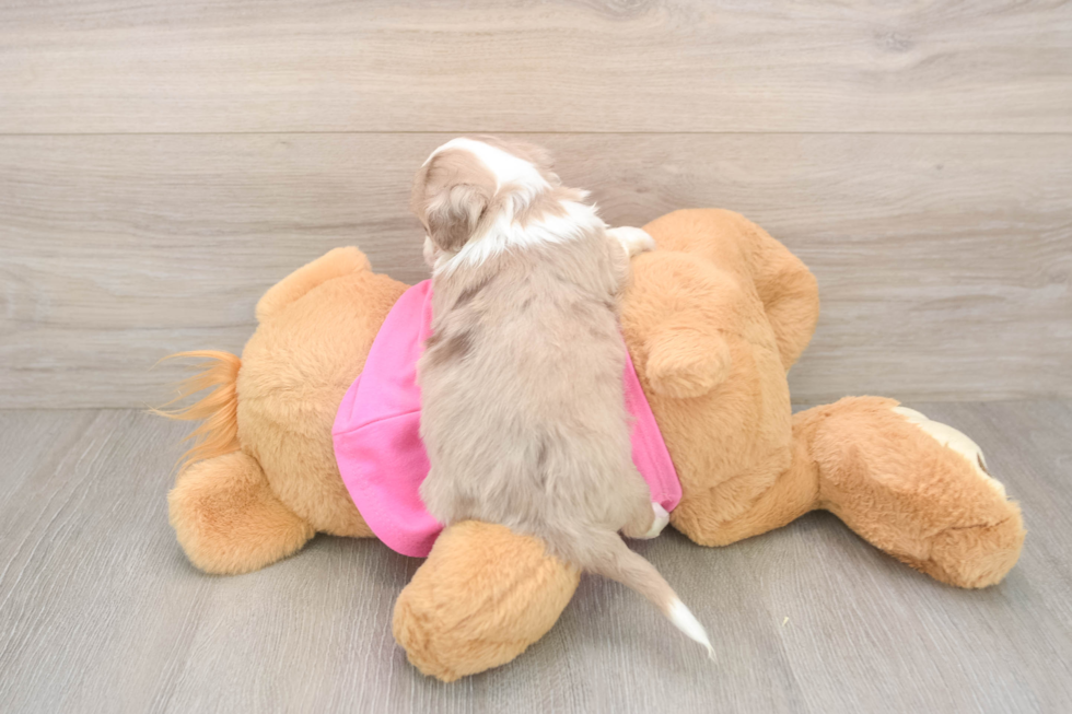 Petite Aussiechon Designer Pup
