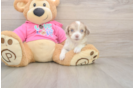 Aussiechon Pup Being Cute