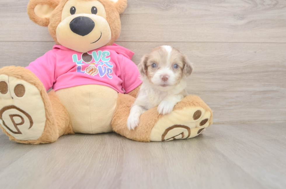 5 week old Aussiechon Puppy For Sale - Seaside Pups
