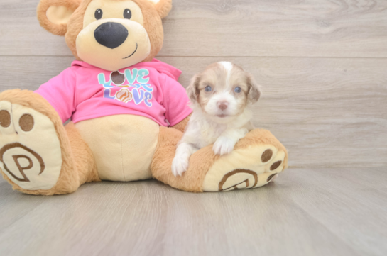Aussiechon Pup Being Cute
