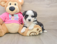 8 week old Aussiechon Puppy For Sale - Seaside Pups