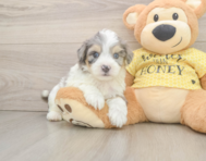 8 week old Aussiechon Puppy For Sale - Seaside Pups
