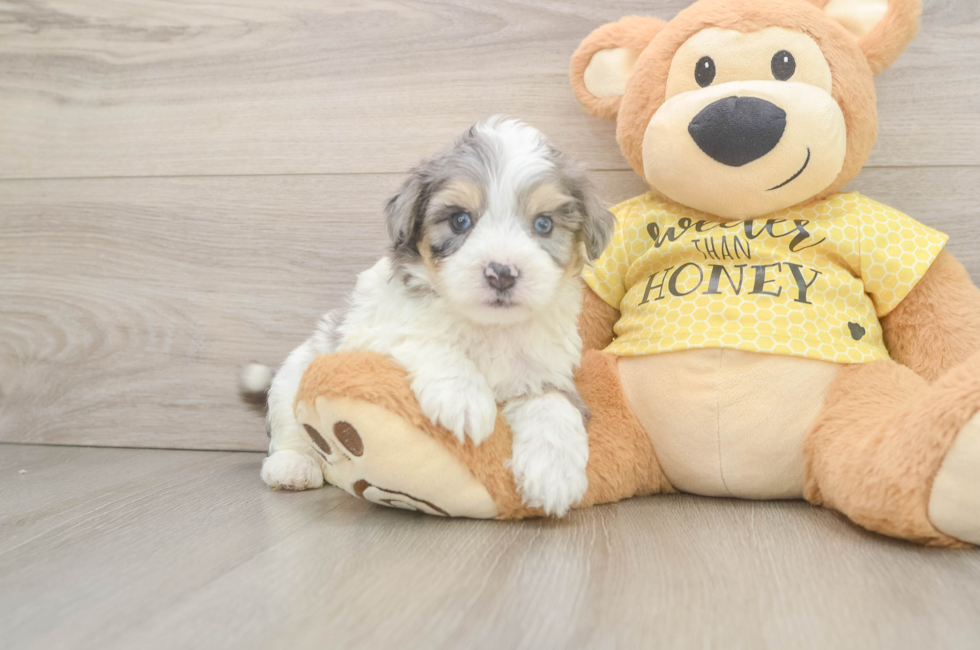 5 week old Aussiechon Puppy For Sale - Seaside Pups