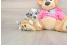 Best Aussiechon Baby