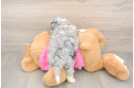 Aussiechon Puppy for Adoption