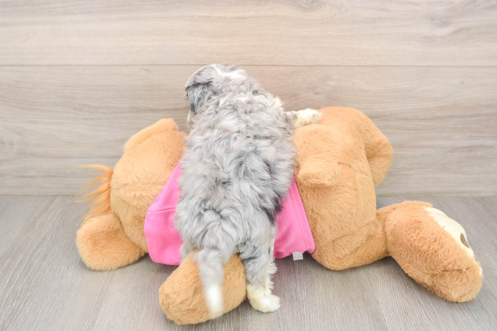 Aussiechon Puppy for Adoption