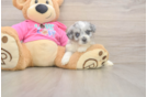 Best Aussiechon Baby
