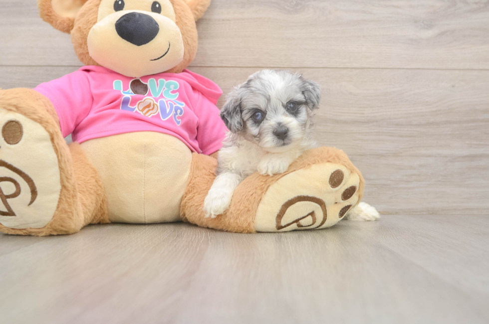 5 week old Aussiechon Puppy For Sale - Seaside Pups