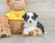 9 week old Aussiechon Puppy For Sale - Seaside Pups