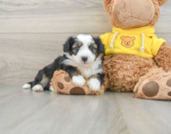 8 week old Aussiechon Puppy For Sale - Seaside Pups