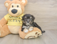 8 week old Aussiechon Puppy For Sale - Seaside Pups