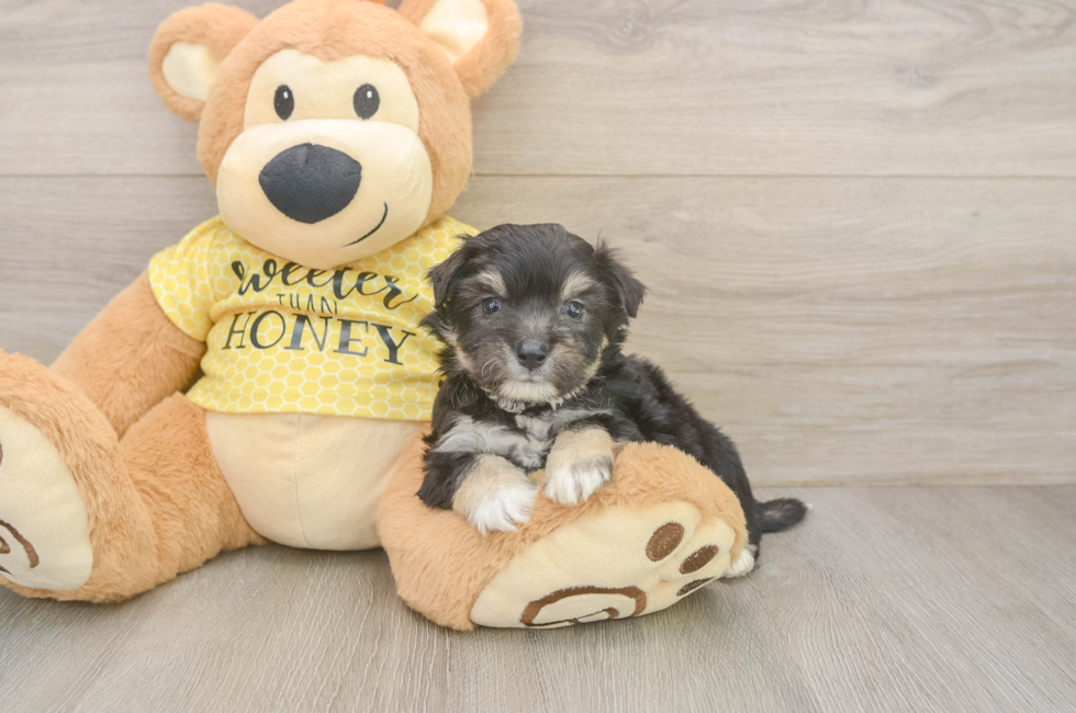 5 week old Aussiechon Puppy For Sale - Seaside Pups