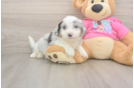 Aussiechon Puppy for Adoption