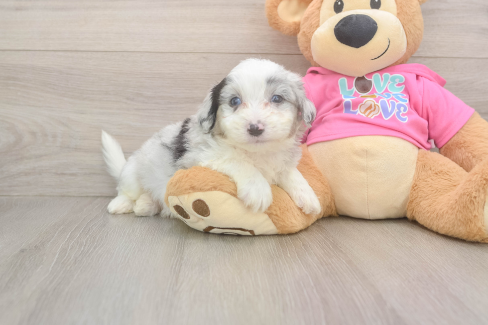 Aussiechon Puppy for Adoption