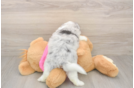 Hypoallergenic Aussie Bichon Designer Puppy