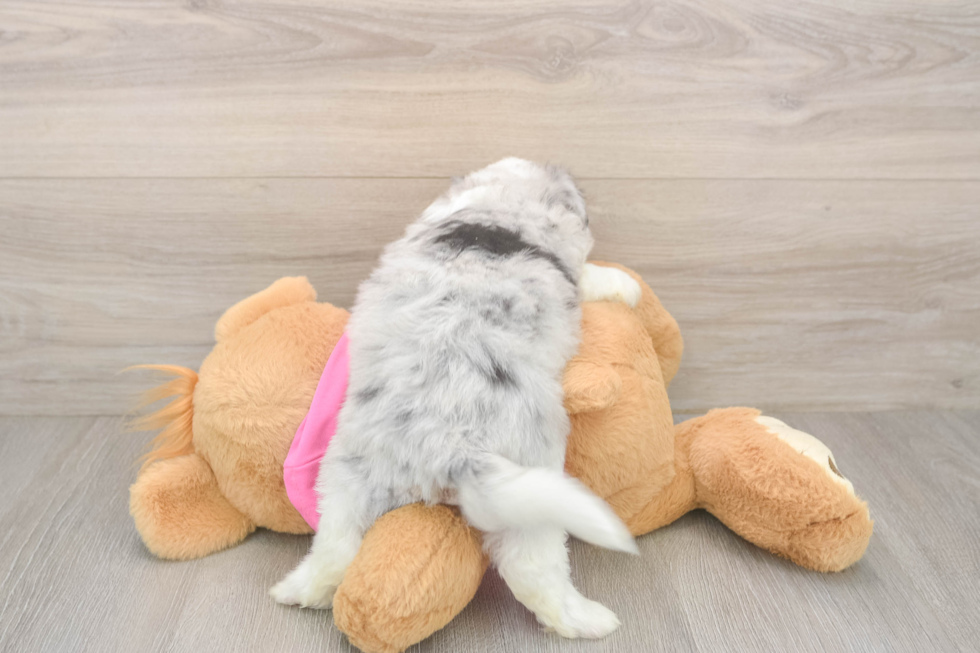 Hypoallergenic Aussie Bichon Designer Puppy