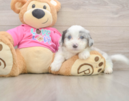 6 week old Aussiechon Puppy For Sale - Seaside Pups