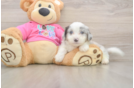 Best Aussiechon Baby