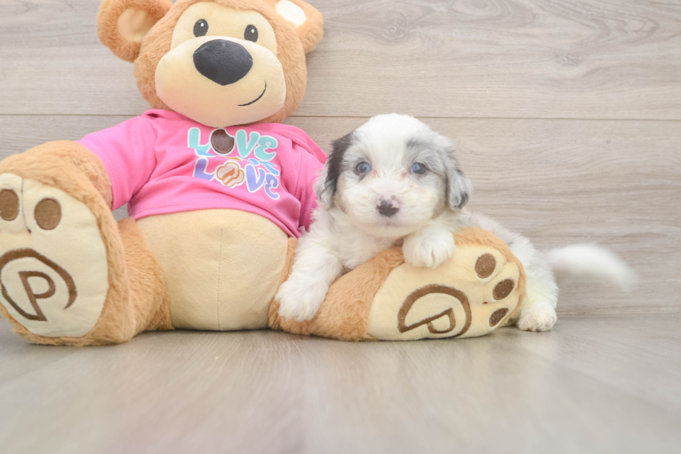 Best Aussiechon Baby