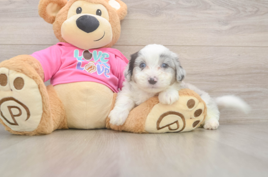 Best Aussiechon Baby