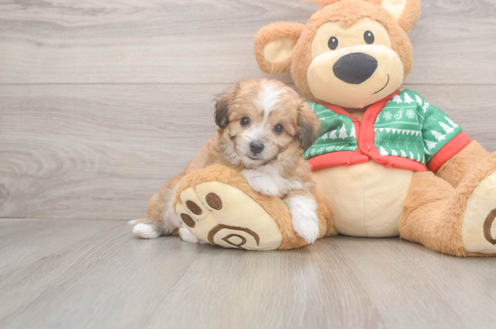 6 week old Aussiechon Puppy For Sale - Seaside Pups