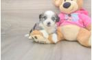 Aussiechon Puppy for Adoption