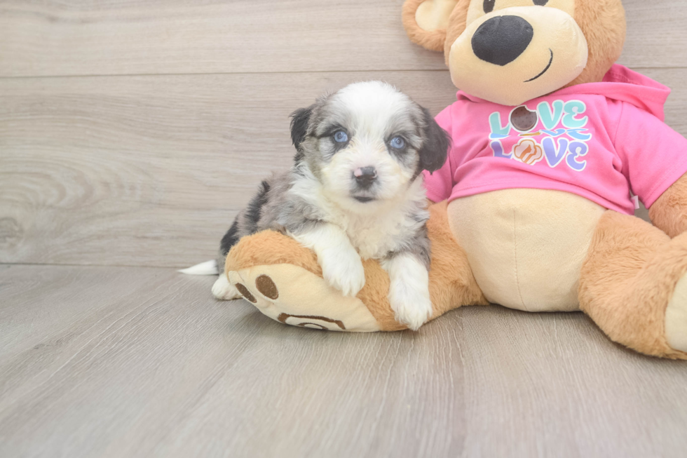 Aussiechon Puppy for Adoption