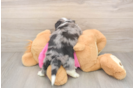 Aussiechon Pup Being Cute
