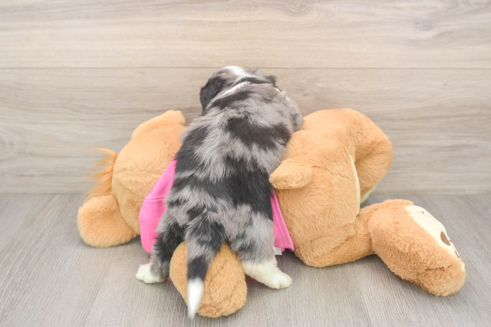 Aussiechon Pup Being Cute