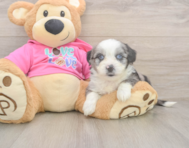 6 week old Aussiechon Puppy For Sale - Seaside Pups