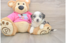 Petite Aussiechon Designer Pup