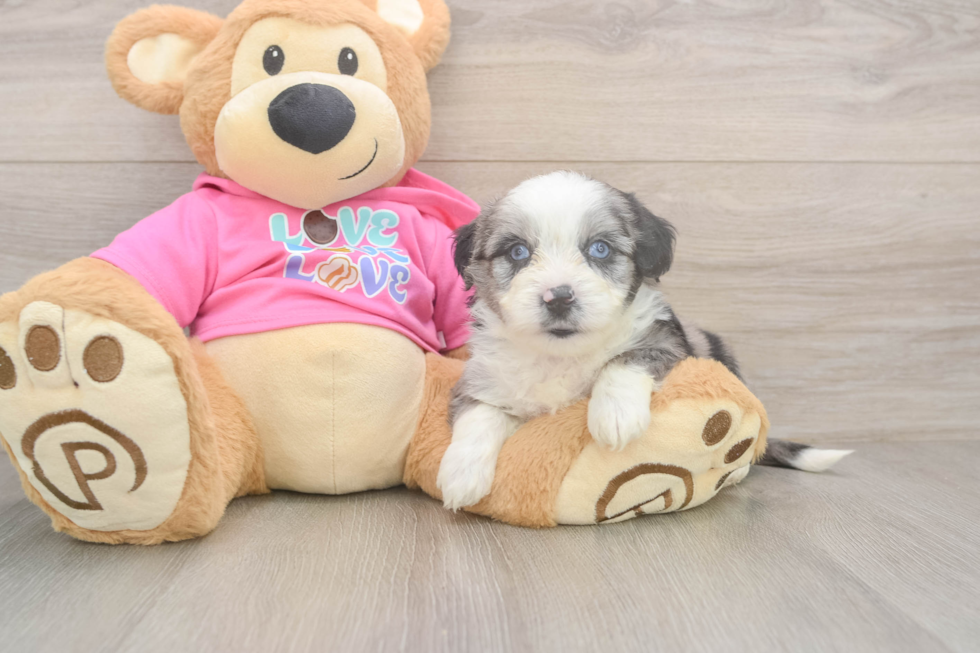 Petite Aussiechon Designer Pup