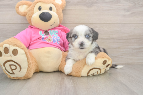 Petite Aussiechon Designer Pup