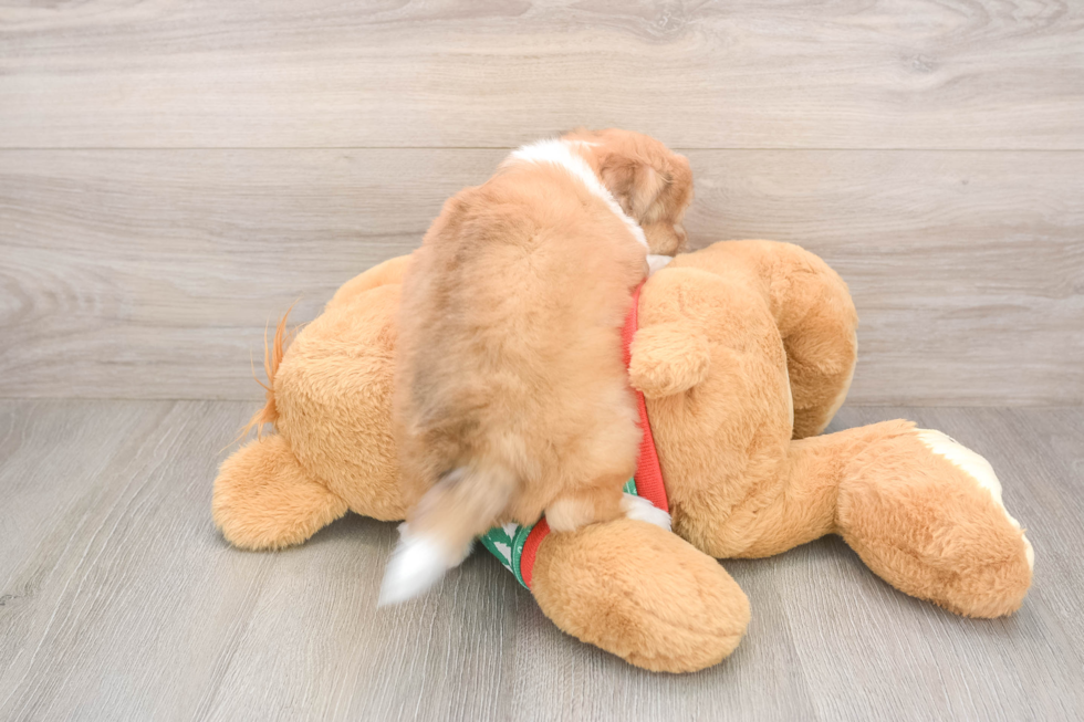 Best Aussiechon Baby