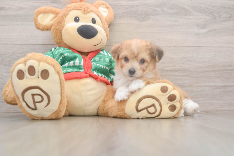 Aussiechon Pup Being Cute