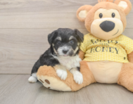 8 week old Aussiechon Puppy For Sale - Seaside Pups
