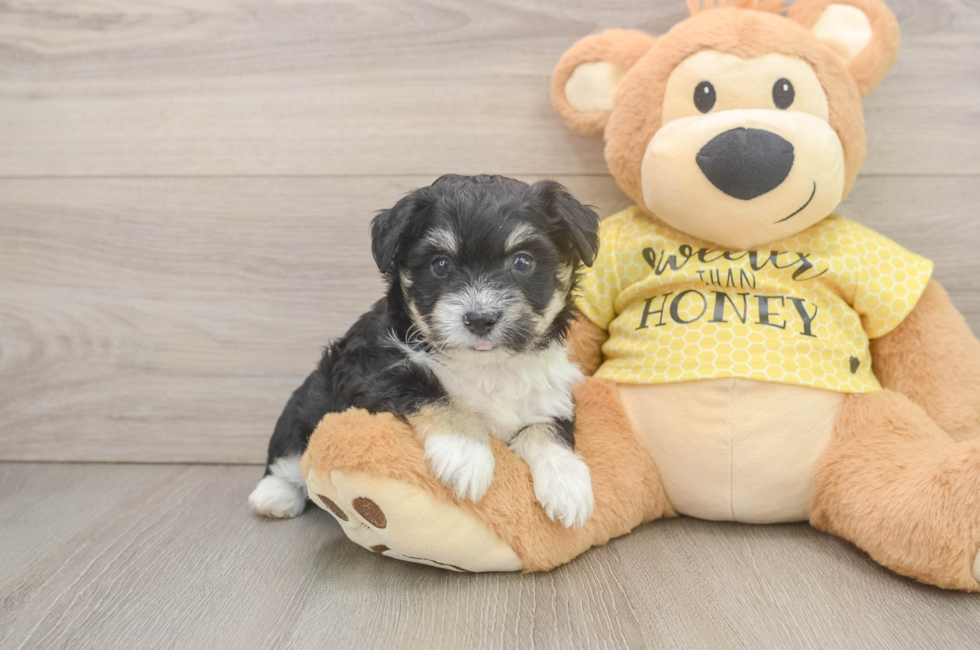 5 week old Aussiechon Puppy For Sale - Seaside Pups