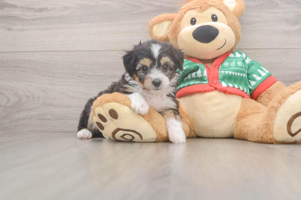 Best Aussiechon Baby