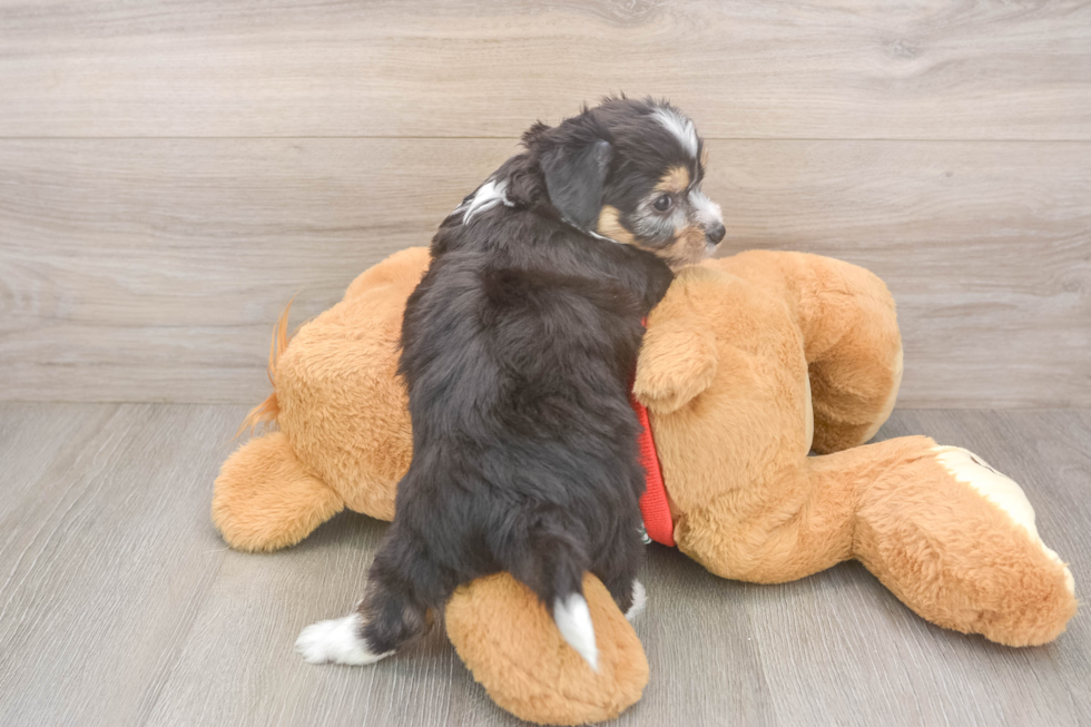 Aussiechon Puppy for Adoption