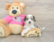 6 week old Aussiechon Puppy For Sale - Seaside Pups