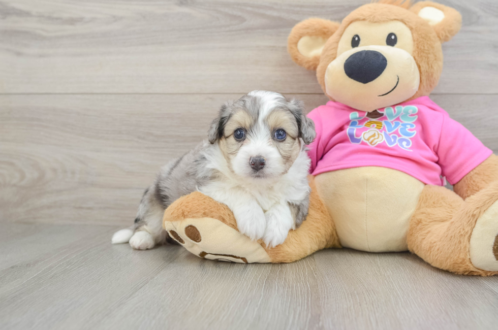 5 week old Aussiechon Puppy For Sale - Seaside Pups