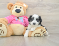 6 week old Aussiechon Puppy For Sale - Seaside Pups