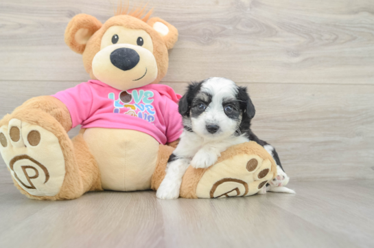 Hypoallergenic Aussie Bichon Designer Puppy