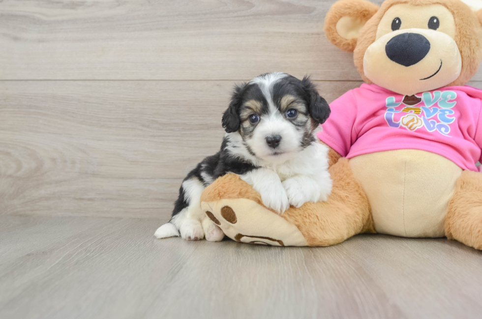 5 week old Aussiechon Puppy For Sale - Seaside Pups