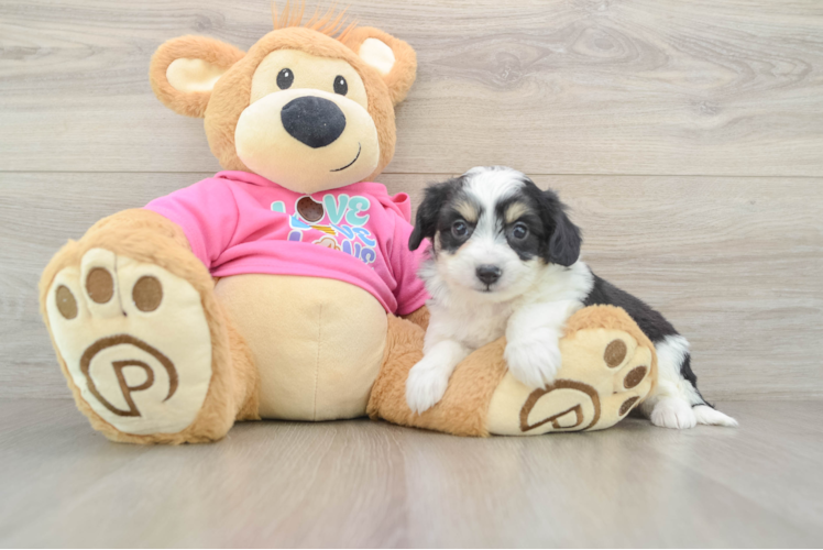 Friendly Aussiechon Baby