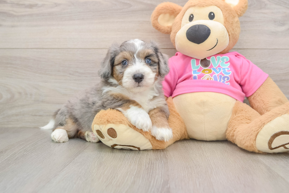 Fluffy Aussiechon Designer Pup