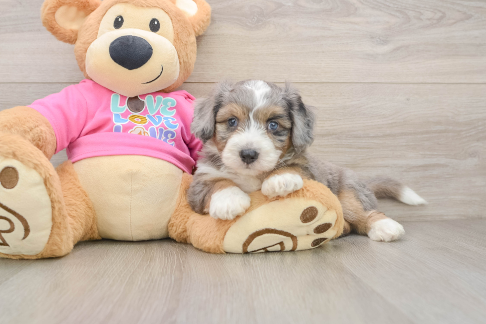 Best Aussiechon Baby
