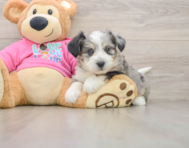 7 week old Aussiechon Puppy For Sale - Seaside Pups