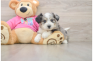 Aussiechon Puppy for Adoption